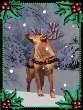Singing Dogs Animated E-card Free Christmas E-card Funny Singing Musical Christmas / Happy Holidays E-card Animation