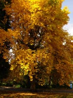 Autumn Maple Tree Landscape Photo Vancouver Canada 