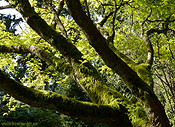 Lush Green Trees Desktop Image Stanley Park Vancouver
