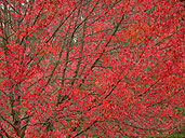 Red Maple Tree Vine Maple Autumn Photo Desktop 