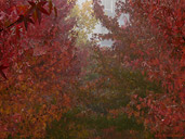 Autumn Maple Trees Landscape Photo 