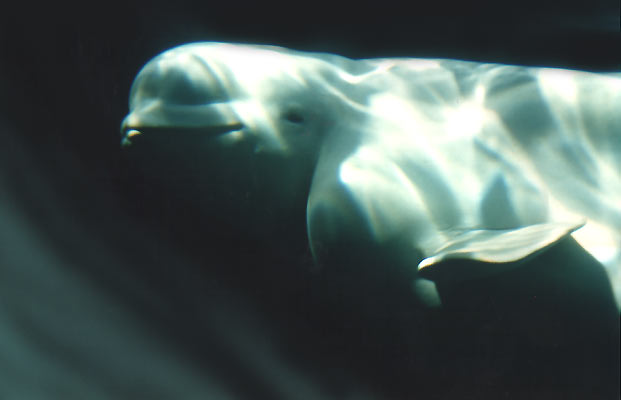 beluga whale habitat map. The eluga whale habitat is