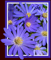 Blue Daisies Flower Photograph Vancouver BC Canada
