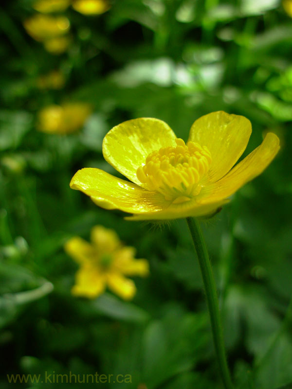 Flower Buttercup