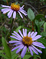 Purple Wildflowers Banff AB Canada Flowers Photo
