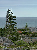 One-sided Trees Churchill Canada Arctic Landscape Photo