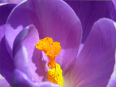 Purple Crocus Photograph Spring Flowers photos by Vancouver Artist / Photographer Kim Hunter
