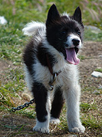 Husky Puppy Photo Pet Portrait Vancouver BC Siberian Husky Malamute Dog Photo Pet Portraits by Vancouver Artist / Designer Photographer Kim Hunter