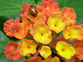 Ladybug & Flowers Photograph
