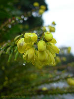 Oragon Grape Blossoms Close Up Yellow Flower Photograph 