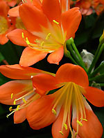 Orange Flowers Photograph Bloedel Conservatory Queen Elizabeth Park Vancouver Canada
