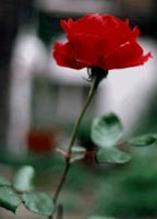 Red Rose Photograph photo London England Chelsey Rose photo