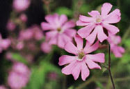 pink wild flowers photo