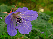 Purple Wildflowers Photo Flowers in the Rain Photo
