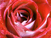 Red Rose Photograph Pink Rose Romantic Rose Flower Macro Photo by Vancouver Artist Kim Hunter