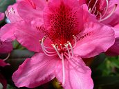 Flower Photo Rhododendron Flower Blossom Photograph by Vancouver BC Photographer / Artist Kim Hunter