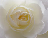 Rose Photograph Flower Photo White Rose Detail Desktop Photos Vancouver BC Canada