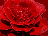 Red Rose Photo