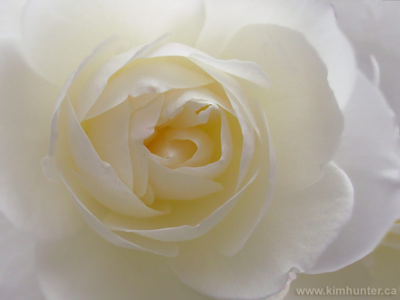 White Rose Photograph