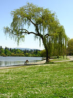 Weeping Willow Tree Photo Stanley Park Lost Lagoon Photograph