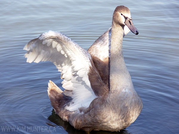 trumpeter swan. Canadian Wildlife Photographs