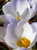 White Crocus Flowers Photograph Spring Flowers Photos