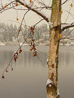 Winter Landscape Photo Snow covered Birch Trees & Lost Lagoon Photograph Stanley Park Vancouver BC Artist / Designer Kim Hunter / Indigo.