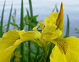 Yellow Iris Flower Photograph Lost Lagoon Stanley Park Vancouver Canada