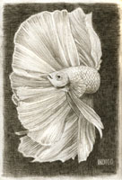 Beta Fish Pencil Sketch
