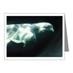 Beluga Whale Canada Art Cards, Canada Whale Souvenir Greeting Cards, White Whale Canada Postcards, Souvenirs & GIfts