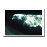 Beluga Whale Canada Art Cards, Canada Whale Souvenir Greeting Cards, White Whale Canada Postcards, Souvenirs & GIfts