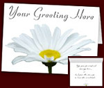 Daisy Cards Personalized Spring Flower Cards 