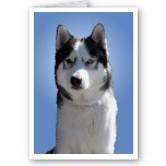 Husky Cards Siberian Husky Greeting Cards & Sled Dog Cards Alaskan Malamute Husky Wolf Cross Dog Cards & Postcards Shop Online