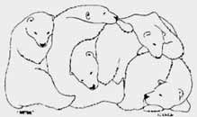 5 Polar Bears  Pen & Ink  sketch / drawing Original Illustration Pencil Sketches / Drawings / Illustration / Ink Drawings & Original Art by Vancouver BC Artist Kim Hunter a.k.a.INDIGO pencil drawing  by Canadian Vancouver BC Artist INDIGO aka Kim Hunter Pencil Sketches / Drawings / Illustration Flowers Wildlife Landscapes Sketches Ink Drawings & Original Art & illustration landscape sketches, wildlife, nudes, people, portraits, pets, Art & Design Pencil, graphite & ink sketches & drawings by Kim Hunter freelance professional artist