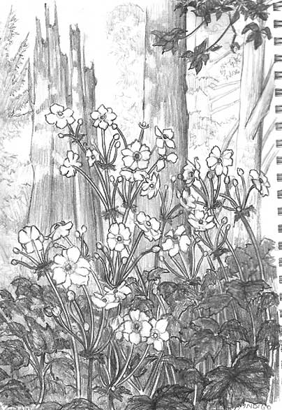 Stanley Park wild flowers sketch flowers drawing landscape sketch 85 x 